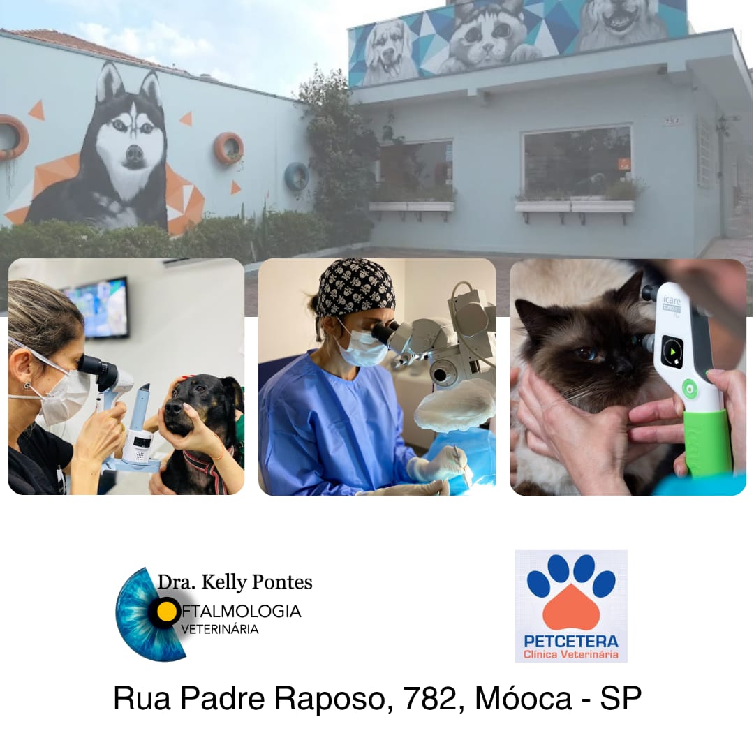 Oftalmologia Veterinária Dra. Kelly Pontes — foto 3