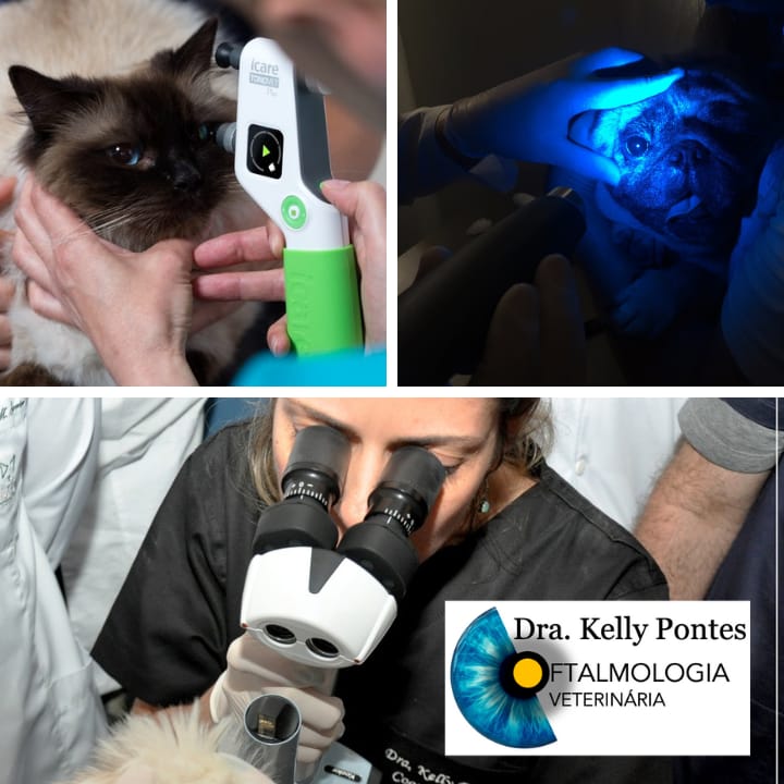 Oftalmologia Veterinária Dra. Kelly Pontes — foto 2